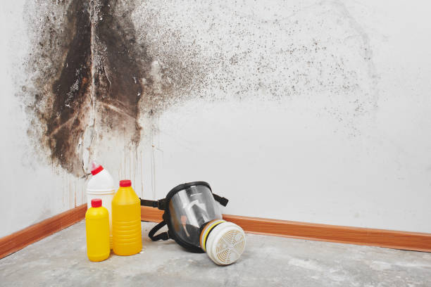 Best Black Mold Remediation in Alvin, TX