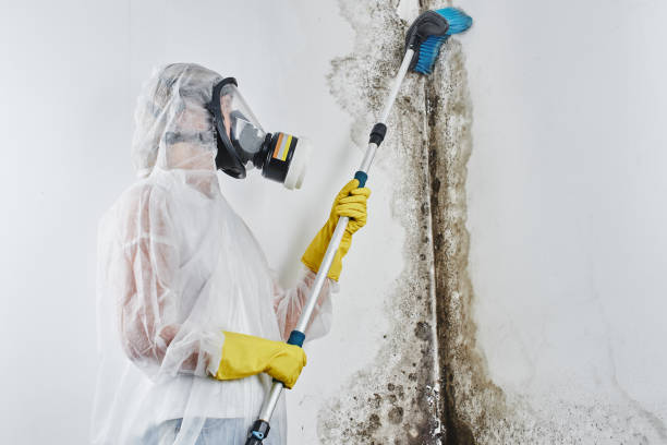 Best Kitchen Mold Remediation in Alvin, TX