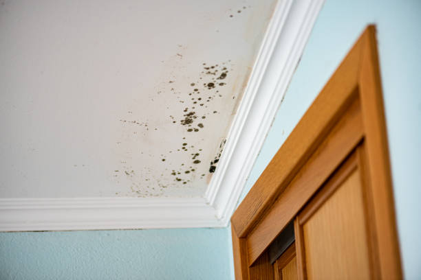 Best Attic Mold Remediation in Alvin, TX