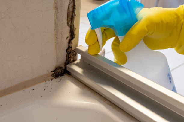 Best Basement Mold Remediation in Alvin, TX