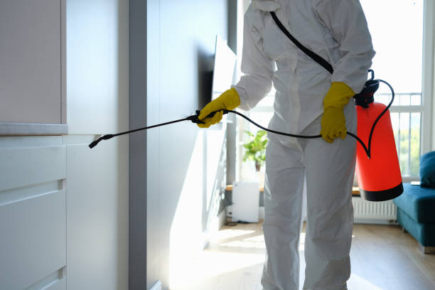 Best Kitchen Mold Remediation in Alvin, TX