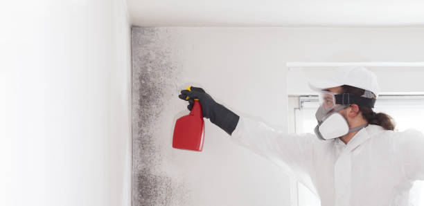 Best Bathroom Mold Remediation in Alvin, TX