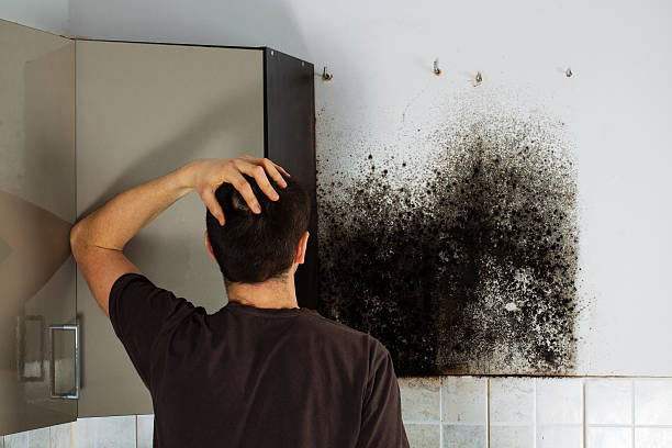 Best Industrial Mold Remediation in Alvin, TX