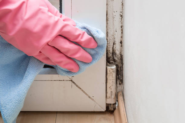 Best Insurance-Related Mold Remediation in Alvin, TX