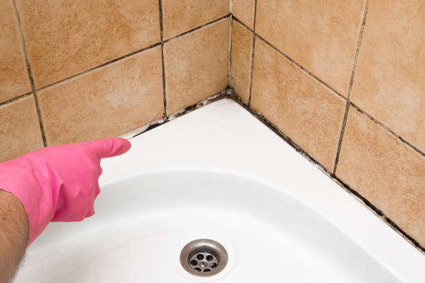 Best Attic Mold Remediation in Alvin, TX